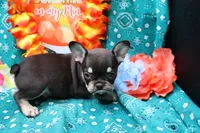 Neely, a male French Bulldog for sale in Weaubleau, MO – 3 of 8