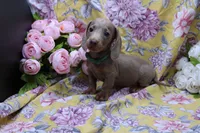 Parker, a male Miniature Dachshund for sale in Weaubleau, MO – 2 of 10