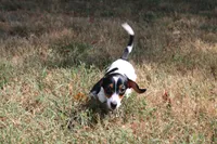 Eliza, a female Miniature Dachshund for sale in Weaubleau, MO – 6 of 10