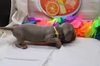 Polly, a female Miniature Dachshund for sale in Weaubleau, MO – 9 of 10