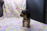 Squish, a male Miniature Dachshund for sale in Weaubleau, MO – 5 of 8