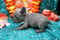 Niles, a male French Bulldog for sale in Weaubleau, MO – 10 of 10