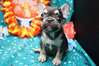 Nathe, a male French Bulldog for sale in Weaubleau, MO – 6 of 10