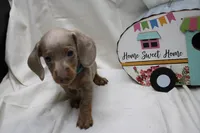 Parker, a male Miniature Dachshund for sale in Weaubleau, MO – 5 of 9