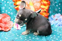 Noble, a male French Bulldog for sale in Weaubleau, MO – 9 of 9