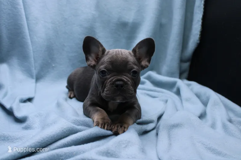 Phil – French Bulldog puppy for sale in Weaubleau, MO