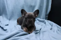 Phil, a male French Bulldog for sale in Weaubleau, MO – 1 of 7