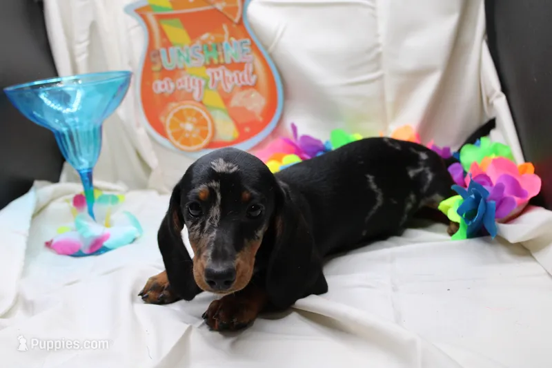 Pine – Miniature Dachshund puppy for sale in Weaubleau, MO