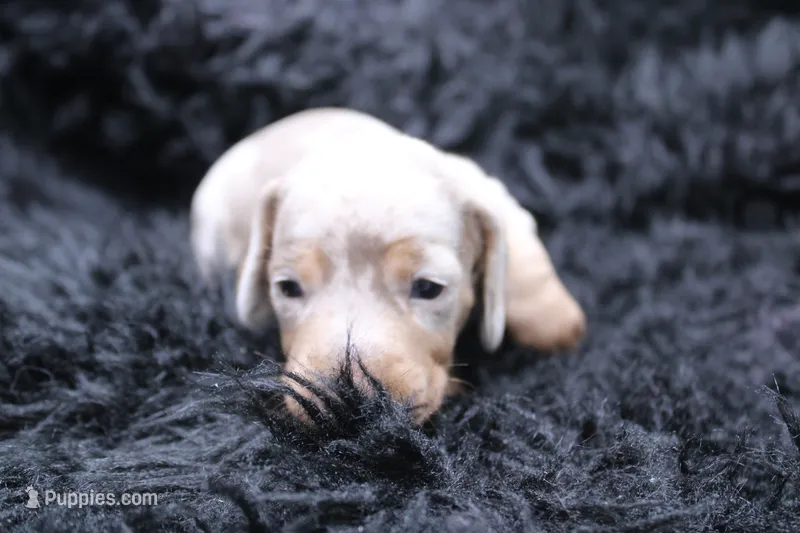 Quorra – Miniature Dachshund puppy for sale in Weaubleau, MO