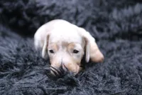 Quorra, a male Miniature Dachshund for sale in Weaubleau, MO – 1 of 4