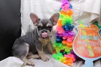 Zayne, a male French Bulldog for sale in Weaubleau, MO – 2 of 10