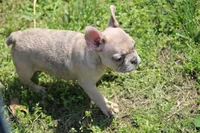Zelda, a female French Bulldog for sale in Weaubleau, MO – 3 of 10