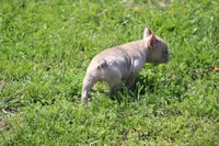 Zelda, a female French Bulldog for sale in Weaubleau, MO – 4 of 10