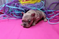 Zelda, a female French Bulldog for sale in Weaubleau, MO – Photo 2 of 6