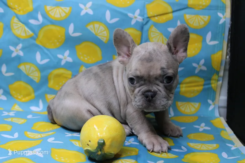 Zelda – French Bulldog puppy for sale in Weaubleau, MO