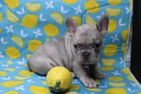 Zelda, a female French Bulldog for sale in Weaubleau, MO – 5 of 10