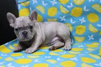 Zelda, a female French Bulldog for sale in Weaubleau, MO – 7 of 10