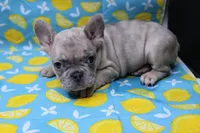 Zelda, a female French Bulldog for sale in Weaubleau, MO – 8 of 10
