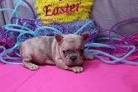 Zelda, a female French Bulldog for sale in Weaubleau, MO – Photo 3 of 6