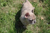 Zelda, a female French Bulldog for sale in Weaubleau, MO – 2 of 10
