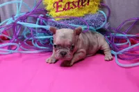 Zelda, a female French Bulldog for sale in Weaubleau, MO – Photo 1 of 6