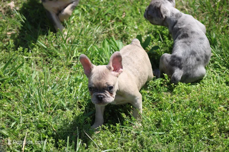 Zelda – French Bulldog puppy for sale in Weaubleau, MO