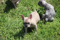 Zelda, a female French Bulldog for sale in Weaubleau, MO – 1 of 10