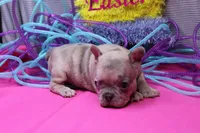 Zelda, a female French Bulldog for sale in Weaubleau, MO – Photo 6 of 6