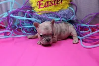 Zelda, a female French Bulldog for sale in Weaubleau, MO – Photo 4 of 6