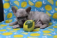 Zelda, a female French Bulldog for sale in Weaubleau, MO – 6 of 10