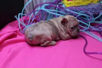 Zelda, a female French Bulldog for sale in Weaubleau, MO – Photo 5 of 6