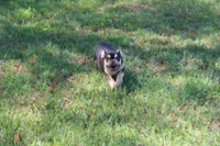Nathe, a male French Bulldog for sale in Weaubleau, MO – 9 of 10