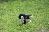 Tobin, a male Cavalier King Charles Spaniel for sale in Weaubleau, MO – 2 of 8