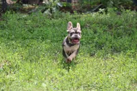 Zayne, a male French Bulldog for sale in Weaubleau, MO – 2 of 9