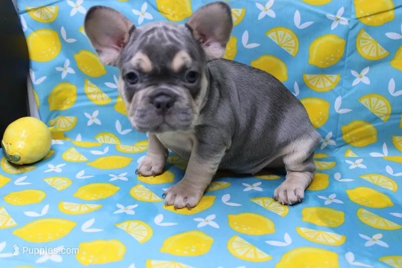 Zayne – French Bulldog puppy for sale in Weaubleau, MO