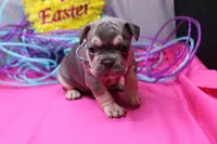 Zayne, a male French Bulldog for sale in Weaubleau, MO – Photo 4 of 10