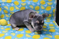 Zayne, a male French Bulldog for sale in Weaubleau, MO – 8 of 10