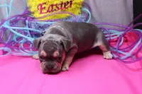 Zayne, a male French Bulldog for sale in Weaubleau, MO – Photo 6 of 10