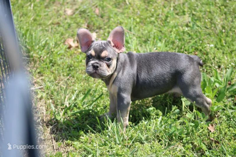 Zayne – French Bulldog puppy for sale in Weaubleau, MO