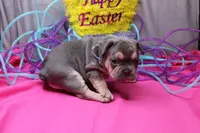 Zayne, a male French Bulldog for sale in Weaubleau, MO – Photo 10 of 10