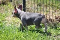 Zayne, a male French Bulldog for sale in Weaubleau, MO – 6 of 10