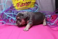 Zayne, a male French Bulldog for sale in Weaubleau, MO – Photo 9 of 10