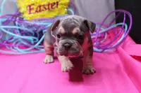 Zayne, a male French Bulldog for sale in Weaubleau, MO – Photo 5 of 10