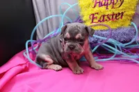 Zayne, a male French Bulldog for sale in Weaubleau, MO – Photo 8 of 10