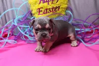 Zayne, a male French Bulldog for sale in Weaubleau, MO – Photo 2 of 10