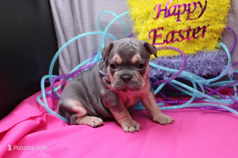 Zayne – French Bulldog puppy for sale in Weaubleau, MO