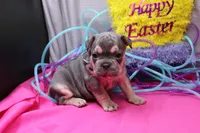 Zayne, a male French Bulldog for sale in Weaubleau, MO – Photo 1 of 10