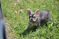 Zayne, a male French Bulldog for sale in Weaubleau, MO – 5 of 10