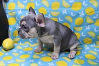 Zayne, a male French Bulldog for sale in Weaubleau, MO – 10 of 10