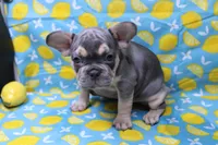 Zayne, a male French Bulldog for sale in Weaubleau, MO – 9 of 10